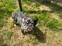 bouledogue-francesce-merle-attende-famiglia