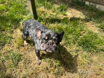 Bouledogue Francesce Merle attende famiglia