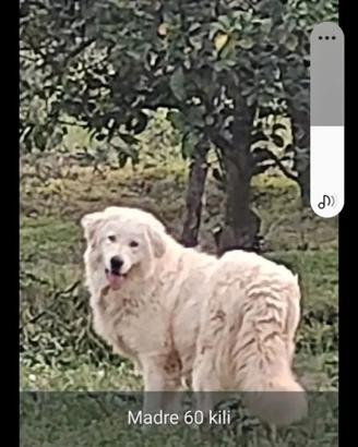 Maremmano Abbruzzese linea marsicano