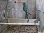 Immagine 1