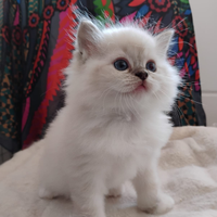 Cuccioli Ragdoll disponibili