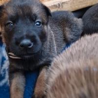 Cuccioli pastore belga malinois