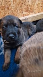 Cuccioli pastore belga malinois