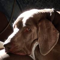 Weimaraner per accoppiamento