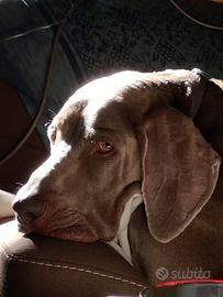 Weimaraner per accoppiamento