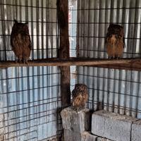 Coppia Gufi del Bengala