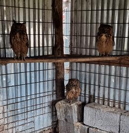 Coppia Gufi del Bengala