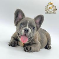 Esclusivo maschietto fluffy bulldog francese blu