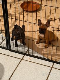 Bulldog francese