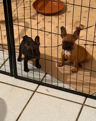Bulldog francese