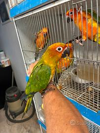 Conuro del sole allevato a mano