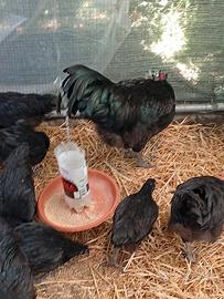 Australorp