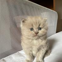 Gattina Ragdoll grigia