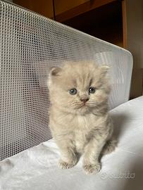 Gattina Ragdoll grigia