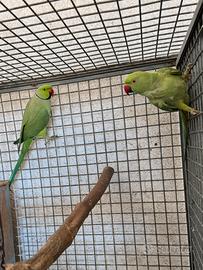 Parrocchetti dal collare