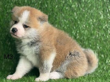 Akita inu con pedigree enci