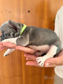 Bulldog francese