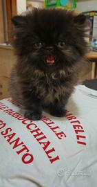Gatto persiano ipertipico maschio