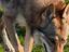 Immagine 5
