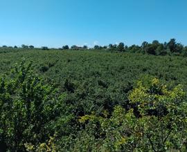 Noccioleto irriguo + immobile + macchine agricole