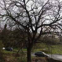 Quercia per ricavo legna da ardere