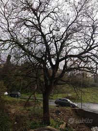 Quercia per ricavo legna da ardere