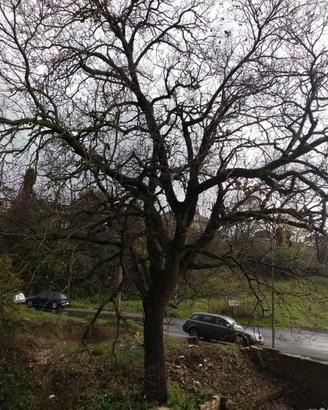 Quercia per ricavo legna da ardere