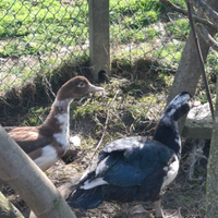 Coppia di anatre mute