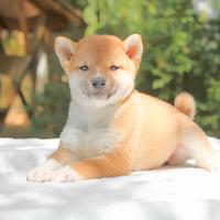 Shiba Inu femmina Rossa