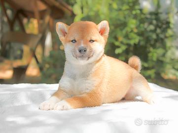 Shiba Inu femmina Rossa