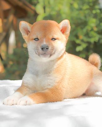 Shiba Inu femmina Rossa