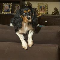 Cavalier King