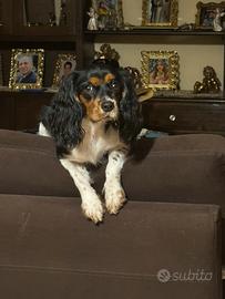 Cavalier King