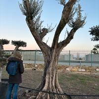 Pianta olivo leccino 120 anni altezza 320/340 cm