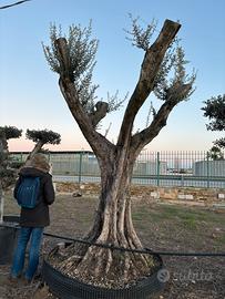 Pianta olivo leccino 120 anni altezza 320/340 cm