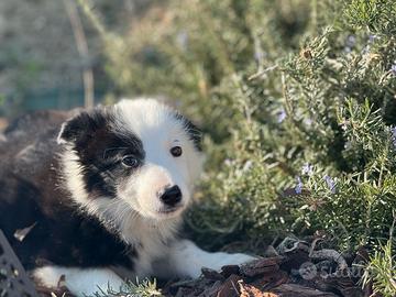 Border collie