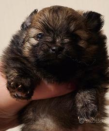 Spitz tedesco nano ovvero volpino di Pomerania