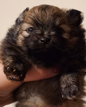 Spitz tedesco nano ovvero volpino di Pomerania