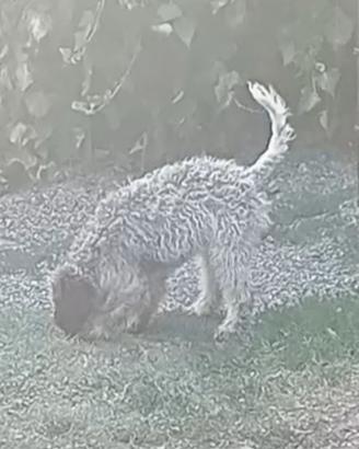 Femmina Lagotto da tartufi con Pedigree