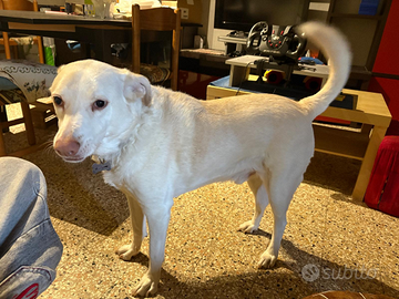 Jack andrà in canile