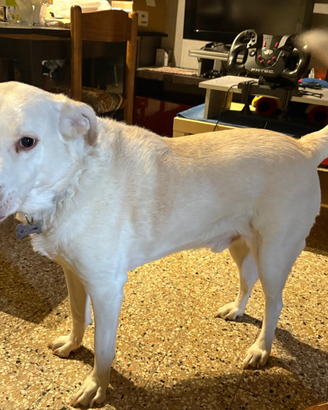 Jack andrà in canile