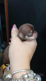 Chihuahua messicano