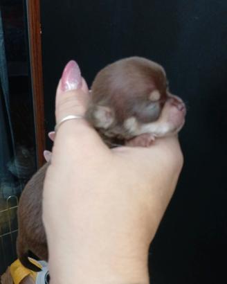 Chihuahua messicano