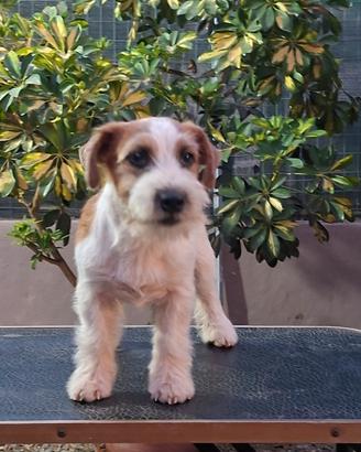 Jack russell terrier