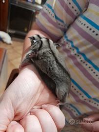Cucciolo petauro dello zucchero