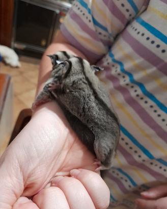 Cucciolo petauro dello zucchero
