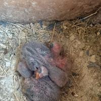 Pulli di inseparabile da allevare a mano