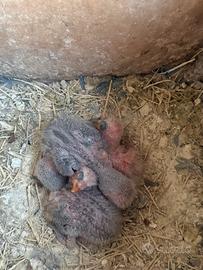 Pulli di inseparabile da allevare a mano