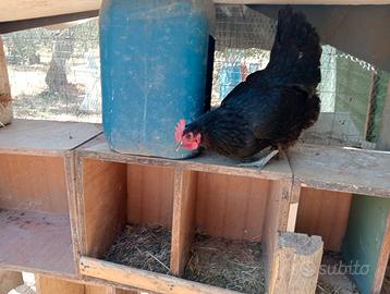 Galline