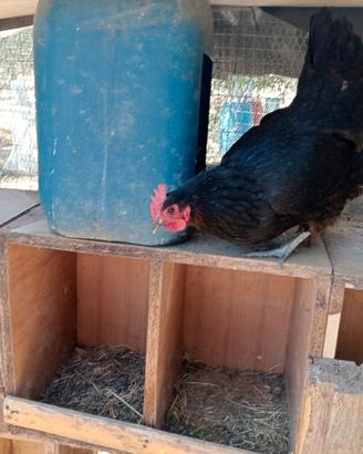 Galline